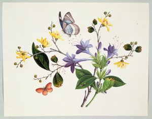 Blumenstudie und Insekten